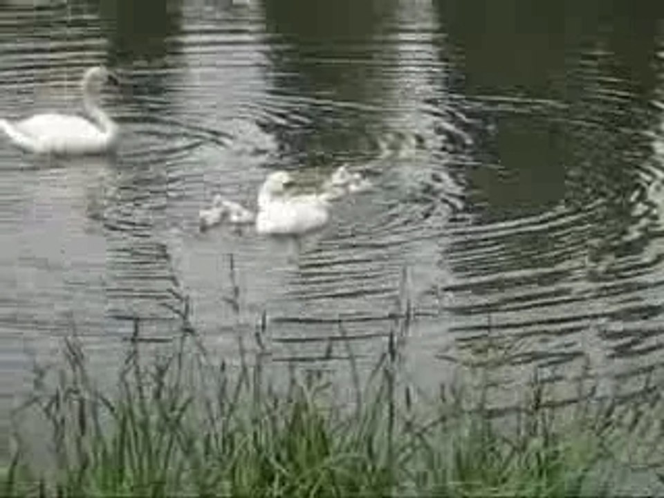 Première promenade sur l’étang