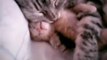 Mother Cat Hugs Baby Kitten - Funny Videos at Fully :)(: Silly