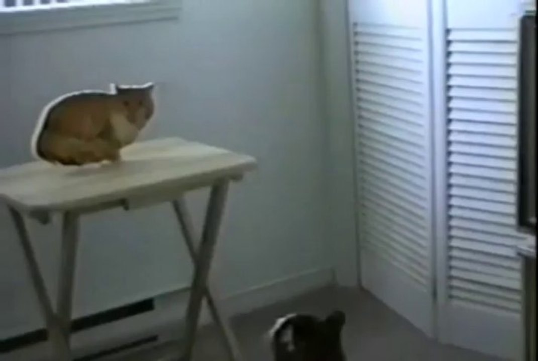 Cat Fight With A Cat Photo - Funny Videos at Fully :)(: Silly