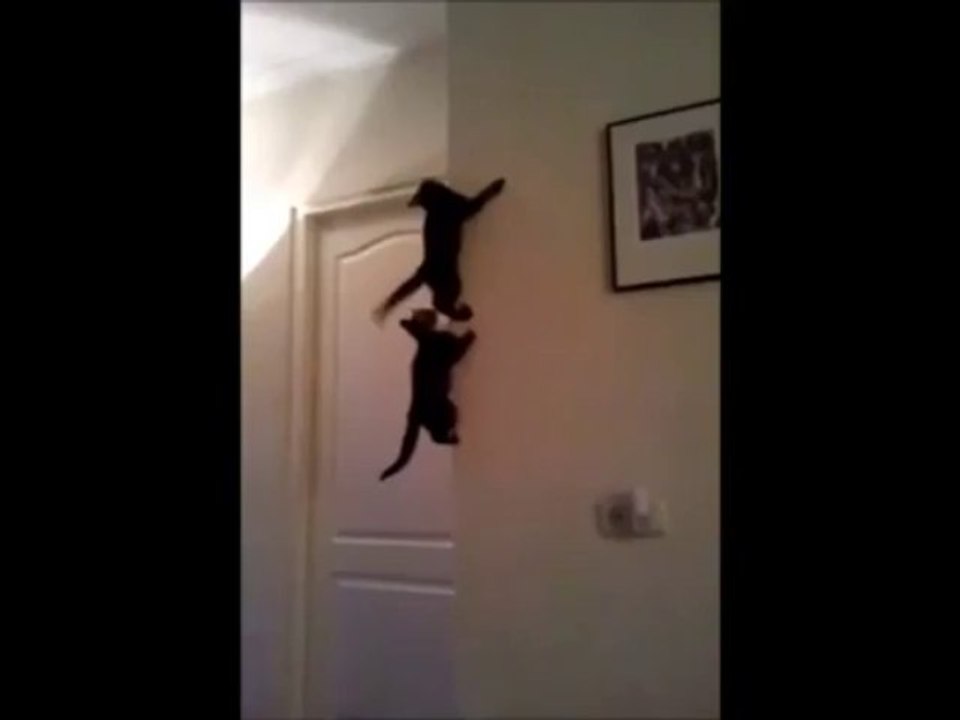 Spider Cats - Funny Videos at Fully :)(: Silly