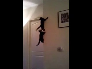 Spider Cats - Funny Videos at Fully :)(: Silly
