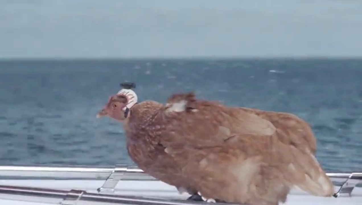 The most extreme camera ever.. on a chicken head!! So Funny LG Commercial!!