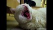 Cats Scream Yawns - Funny Videos at Fully :)(: Silly