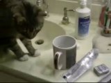 Cats performs ritual before drinking water ! - Funny Videos at Fully :)(: Silly