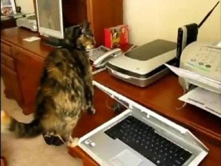 Cats Vs Printers - Funny Videos at Fully :)(: Silly