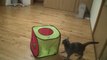 Cats Jumping - Funny Videos at Fully :)(: Silly