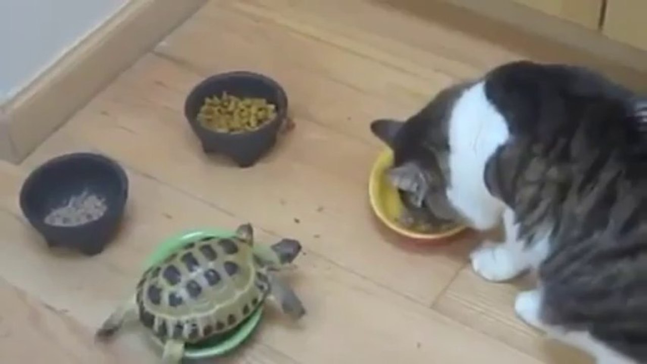 Cats Vs The Turtle - Funny Videos at Fully :)(: Silly