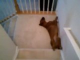 Lazy Dog Slides Down Stairs - Funny Videos at Fully :)(: Silly