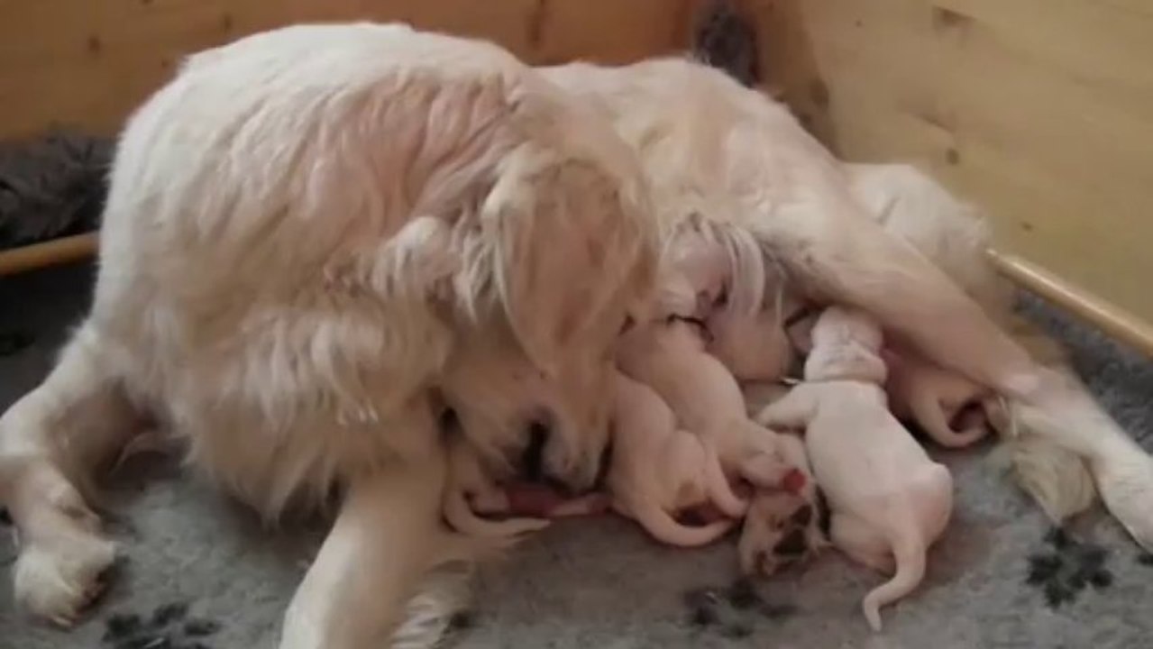 chiots golden retriever de Fancy et Blue à la naissance 2
