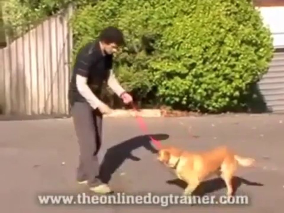 Doggy Dan`s Dogs On The Online Dog Trainer 2  + Free $500 Dog giftcard