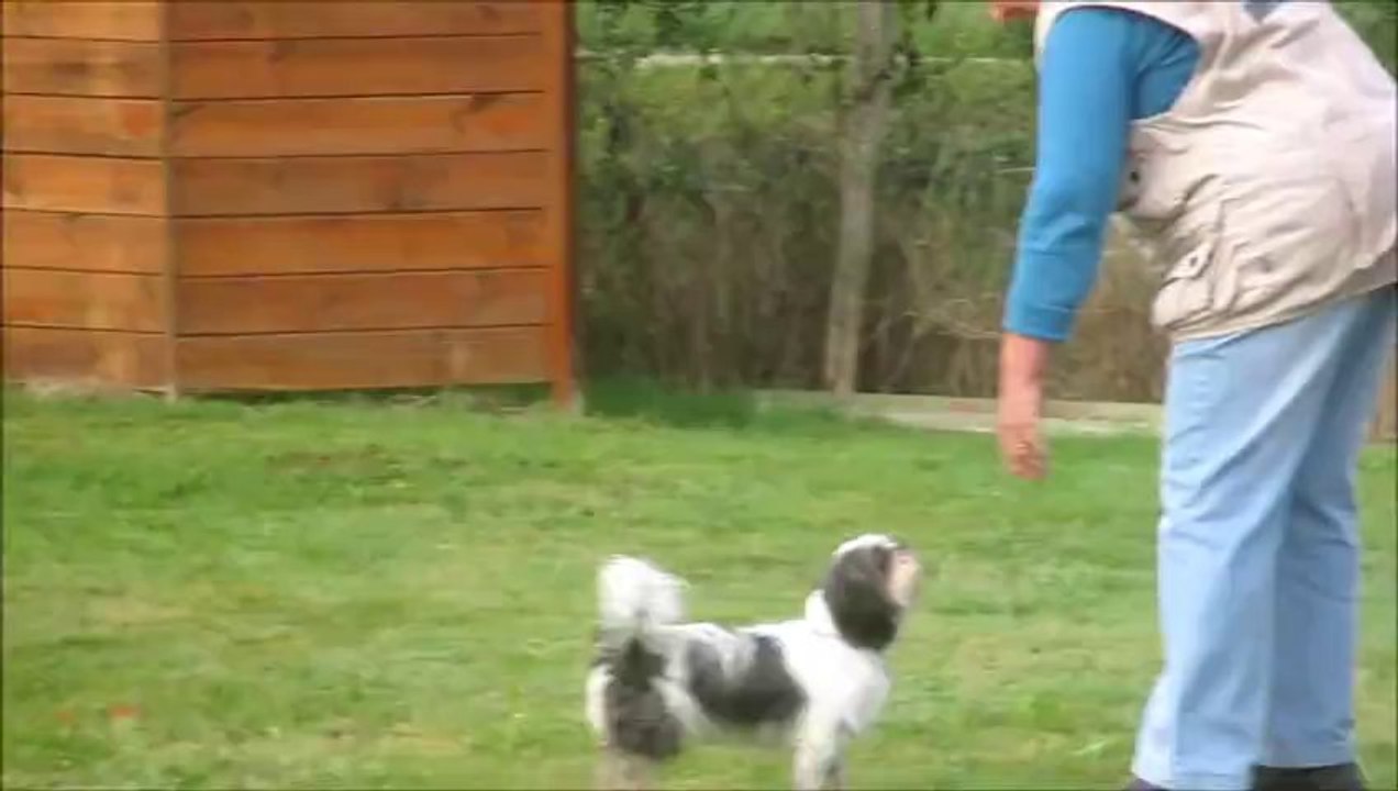 2013.09.29 -  CABARIOT (17430) - CONCOURS D'OBEISSANCE - CLASSE I