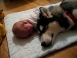 Crying Dog Vs Crying Baby - Funny Videos at Fully :)(: Silly