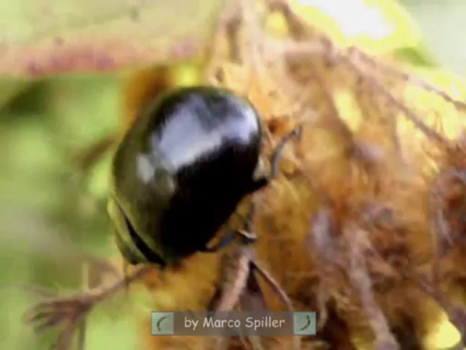 Chrysolina haemoptera