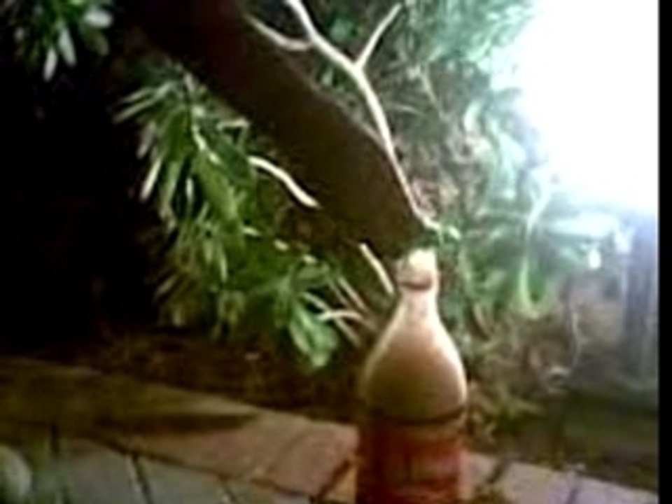 Coca cola plus mentos arabic version