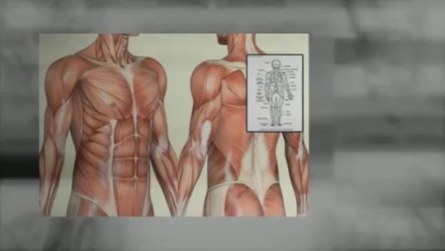 Human Anatomy & Physiology Study Course