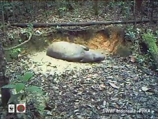 Revelan imágenes de un rinoceronte que se creía extinto en región de Indonesia