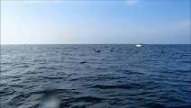 Dauphins au retour de plongée - Dinard 29-09-2013 - Film : Flora Toussaint
