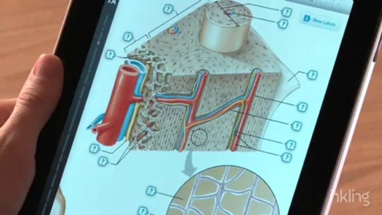 Inkling - Hole's Human Anatomy and Physiology, 12/e