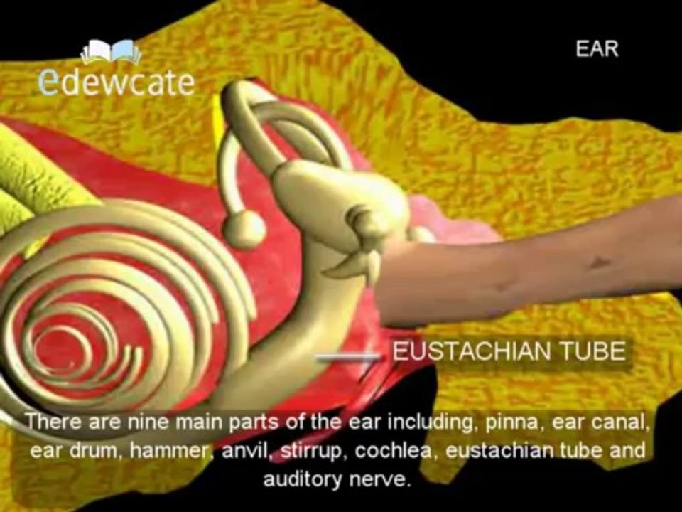 Human Anatomy - Ear
