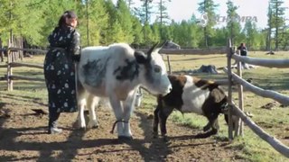Mongolia - Milking Yaks - Never Stop Riding