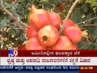 TV9 Segment: 'Kayaka Yogi' : Shantaveera Swami Makes Huge Profits from Pomegranate Farming