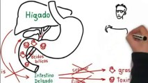 Factor Quema Grasa y Leccion de Anatomia