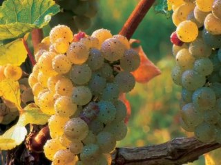 Antonio Vivaldi - Autumn