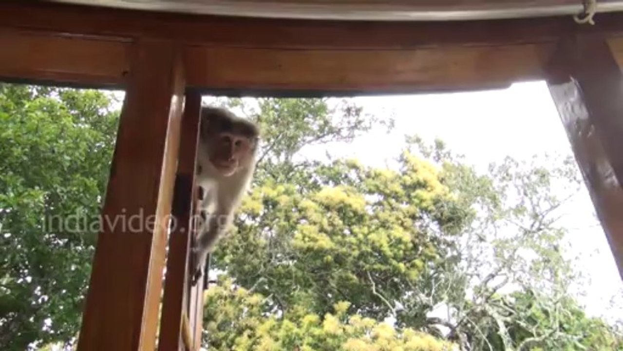 Monkeys without invitation