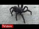 3D yazıcı ile robot örümcek yaptılar!