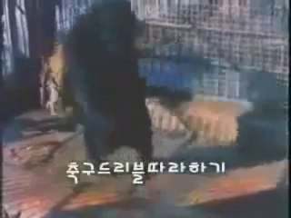 Aslan ve Ayının Vahşi Dövüşü   18  VAHŞET, bunu yapanları sokacaksın o kafese