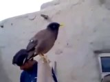 Ağlayan Bebek Sesi Çıkaran Kuş