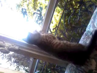 Iggy chasse une mouche 05/09/2013