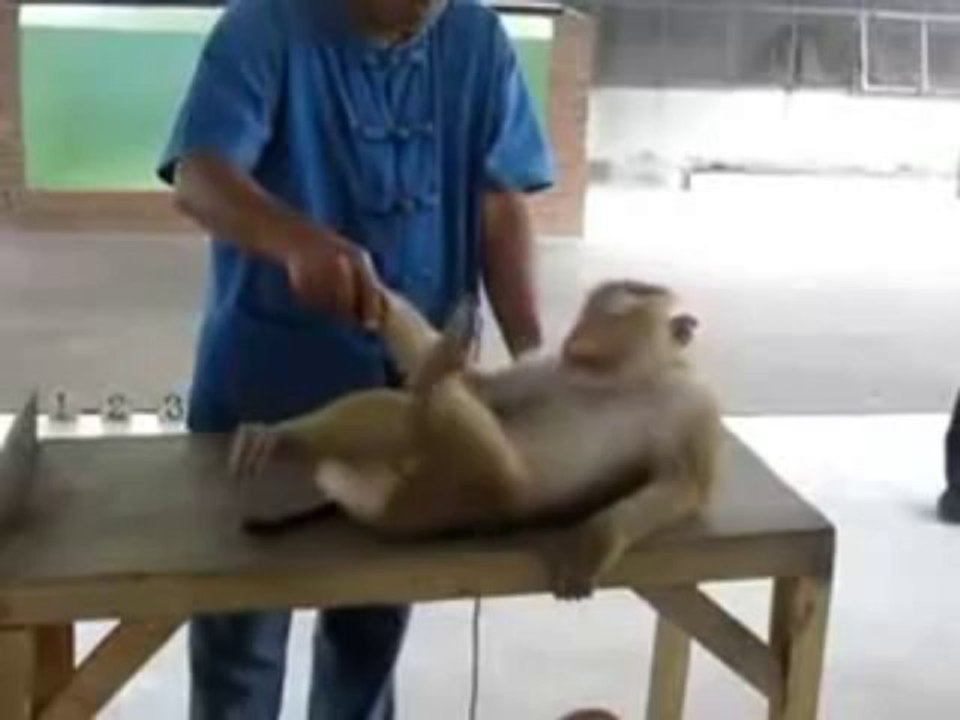 Monkey Push Ups Exercise - Funny Push Up Monkey Exercise