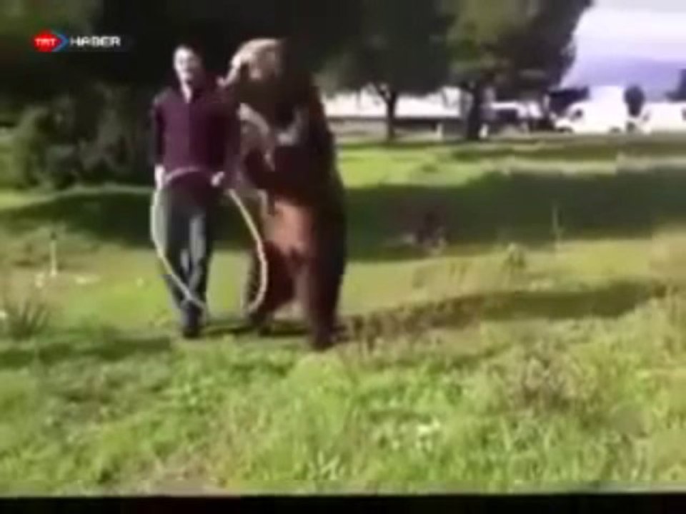 Bu Ayı bambaşka Ayı