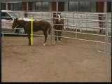 Horse Riding & Training: Handle Your Horse With Josh Lyon's Special Tips