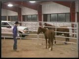 Horse Riding & Training: Handle Your Horse With Josh Lyon's Special Tips - Part 2