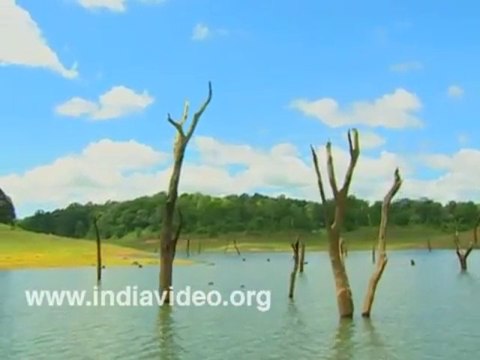 Wildlife Periyar Thekkady Kerala