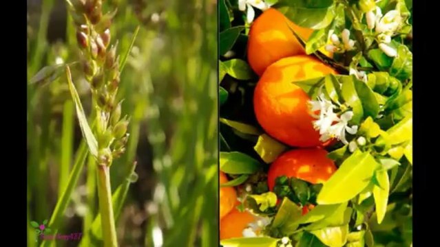 THIERRY MUGLER Alien Eau De Parfum Spray