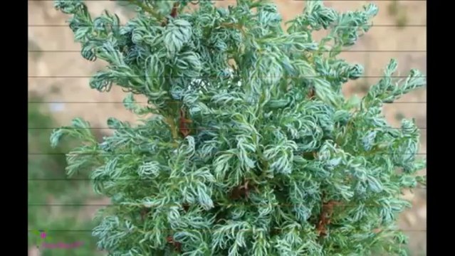 JUICY COUTURE Dirty English Eau De Toilette Spray