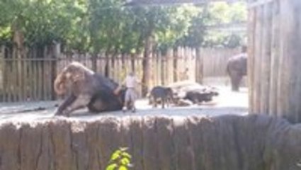 Elephant cleans his forehead with a broom
