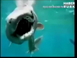 Dünyanın en ilginç balığı