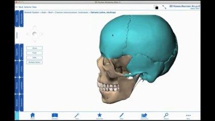The Calvaria with Human Anatomy Atlas