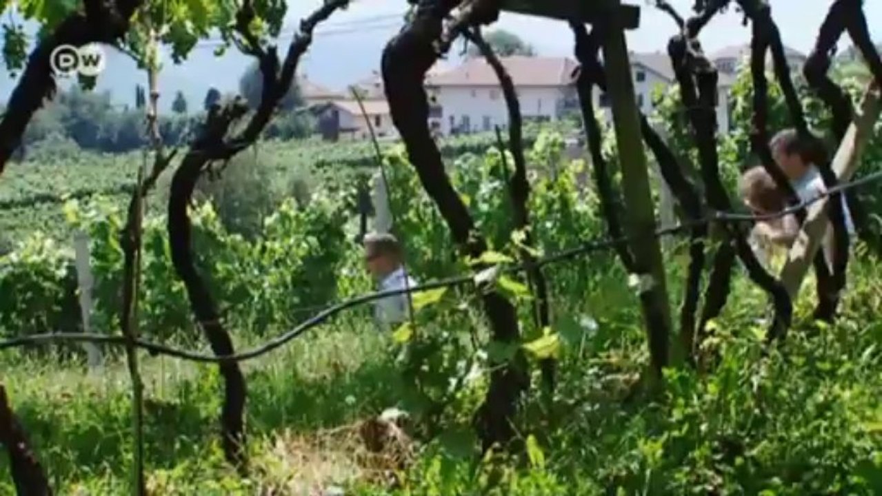 Unterwegs mit dem Weinpass in Südtirol | Euromaxx