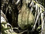 Baya Weaver bird at its nest