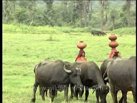 Buffaloes grazing in the green meadows: Rajasthan village