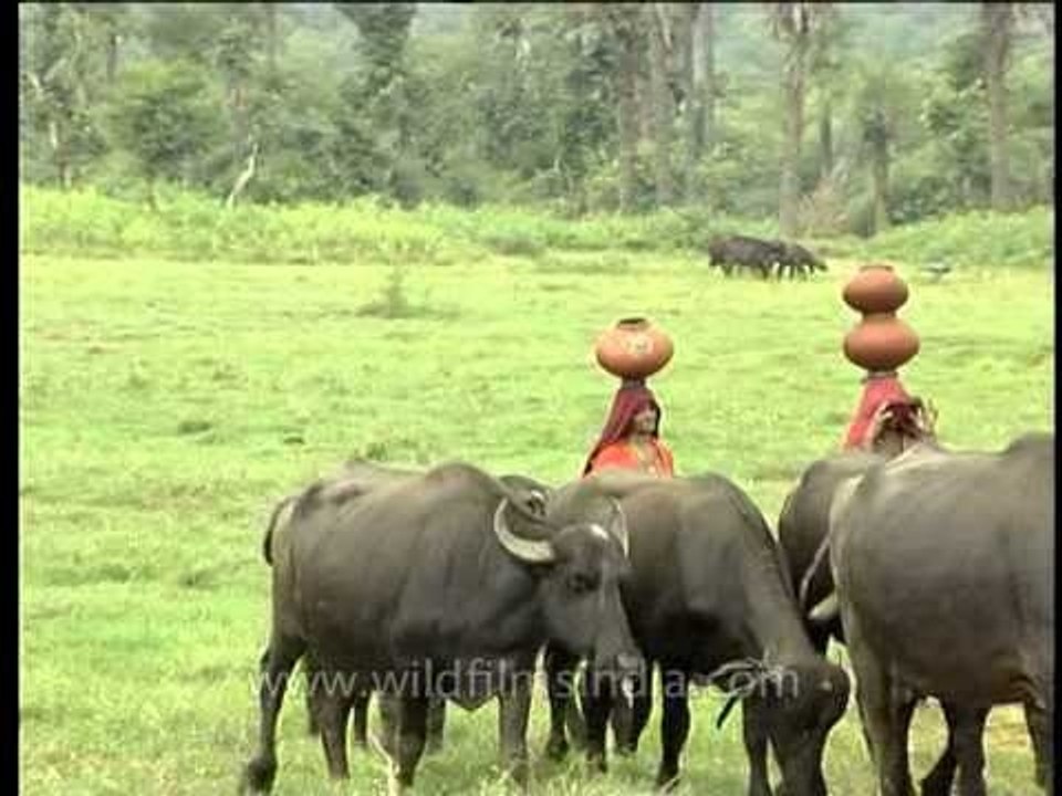 Buffaloes grazing in the green meadows: Rajasthan village
