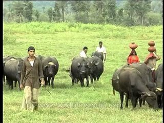 Farmers grazing their buffaloes in the grassland: Rajasthan village
