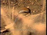 Symbiotic existence: Tree Pie perches on a resting boar at Sariska