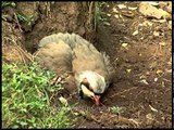 Chukor Partridge getting a dust bath in the Himalaya