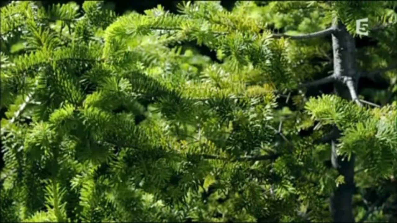 Complicités sauvages